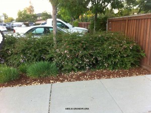 Abelia grandiflora 1